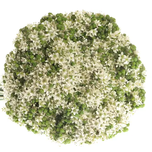 Alium weiss Tubarosu 60cm
