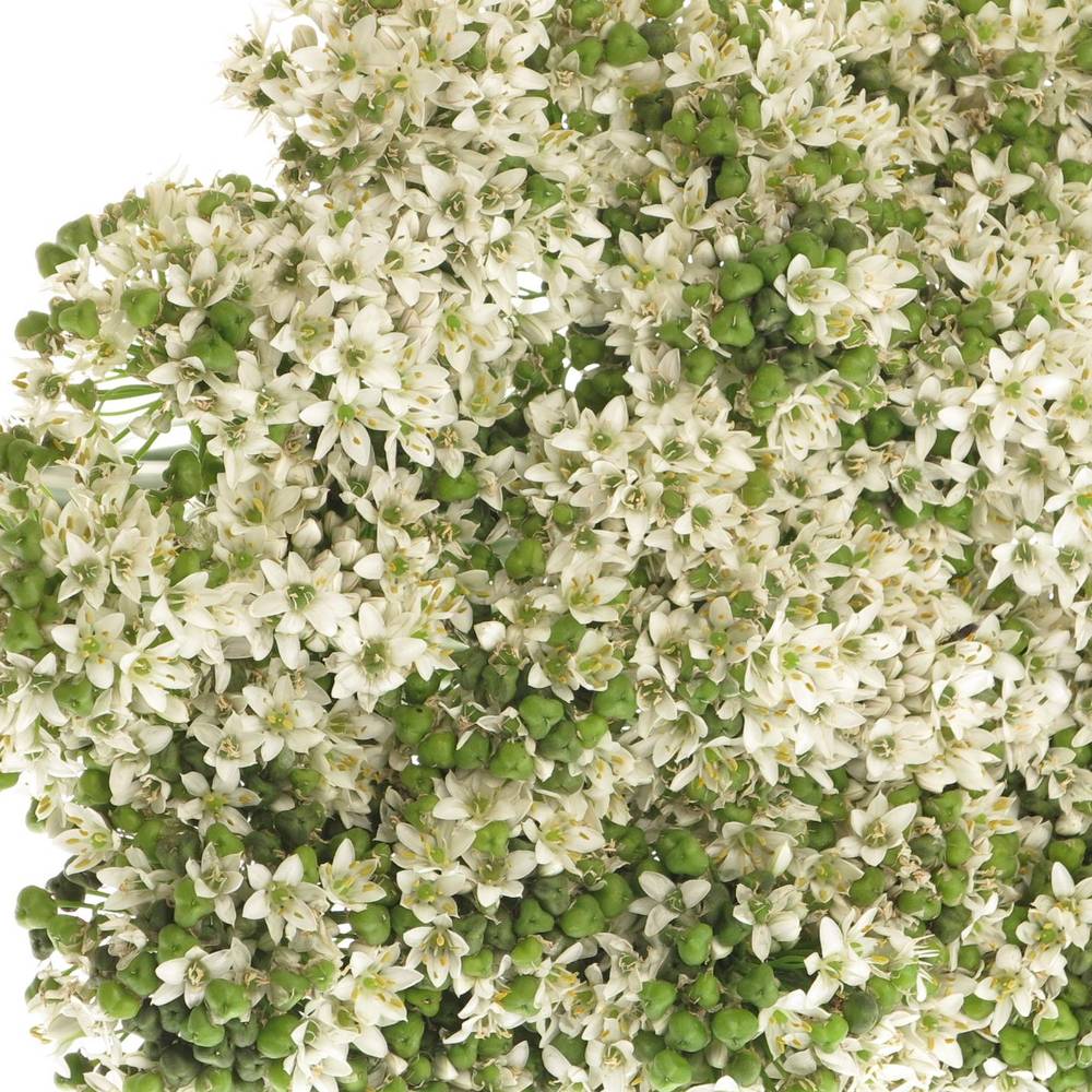 Alium weiss Tubarosu 60cm