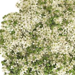 Alium weiss Tubarosu 60cm