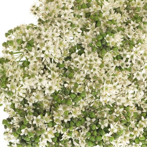 Alium weiss Tubarosu 60cm