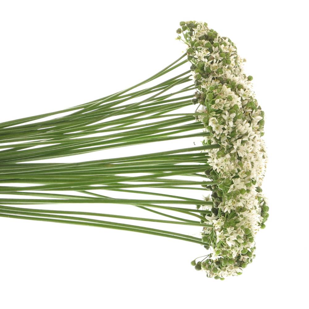 Alium weiss Tubarosu 60cm