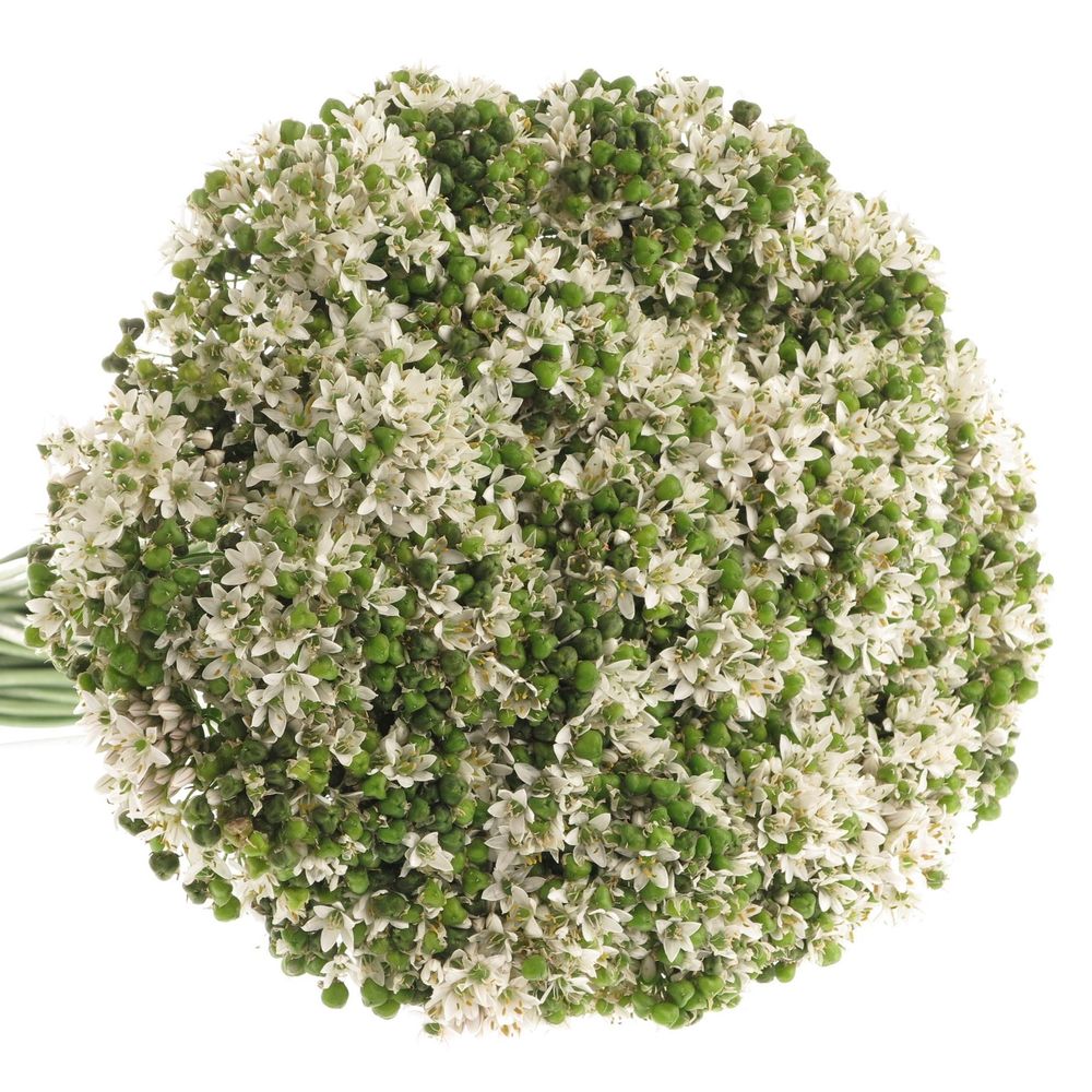 Alium weiss/grün Tuberosa 50cm