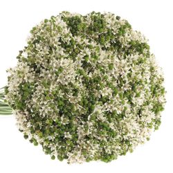 Alium weiss/grün Tuberosa 50cm