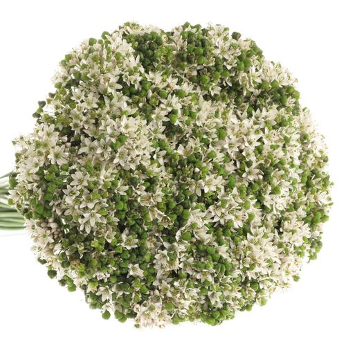 Alium weiss/grün Tuberosa 50cm