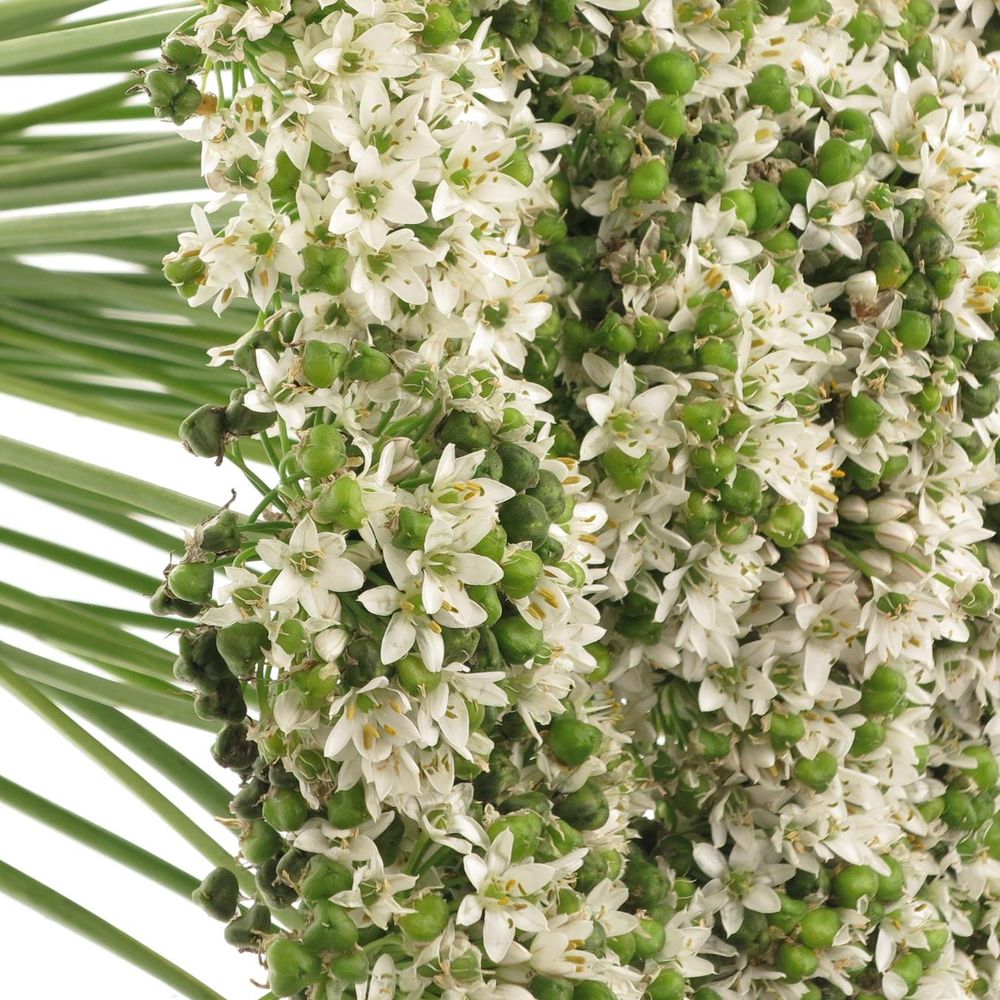 Alium weiss/grün Tuberosa 50cm