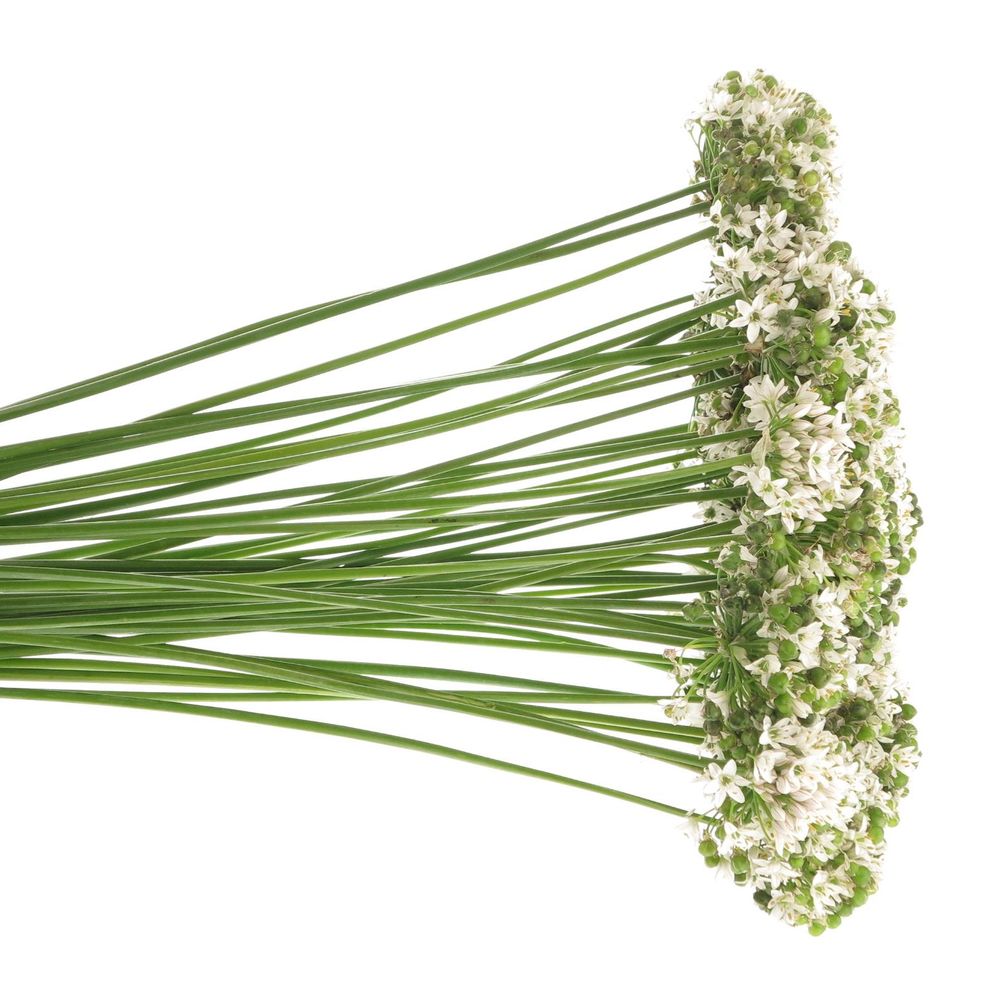 Alium weiss/grün Tuberosa 50cm