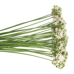 Alium weiss/grün Tuberosa 50cm
