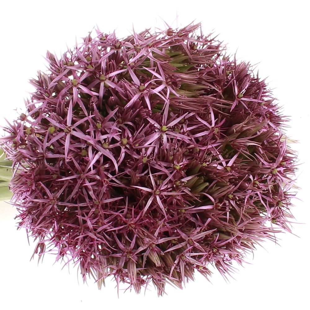 Alium lila Christop 60cm