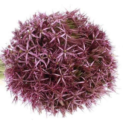 Alium lila Christop 60cm