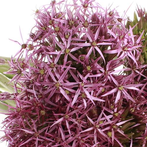 Alium lila Christop 60cm