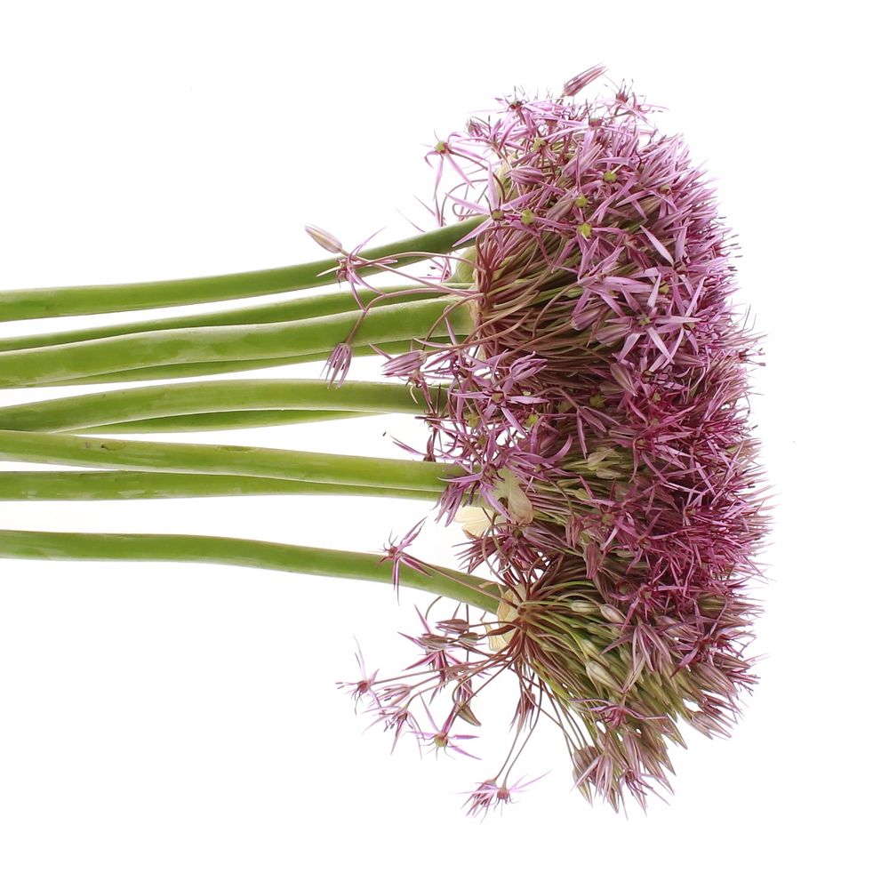 Alium lila Christop 60cm