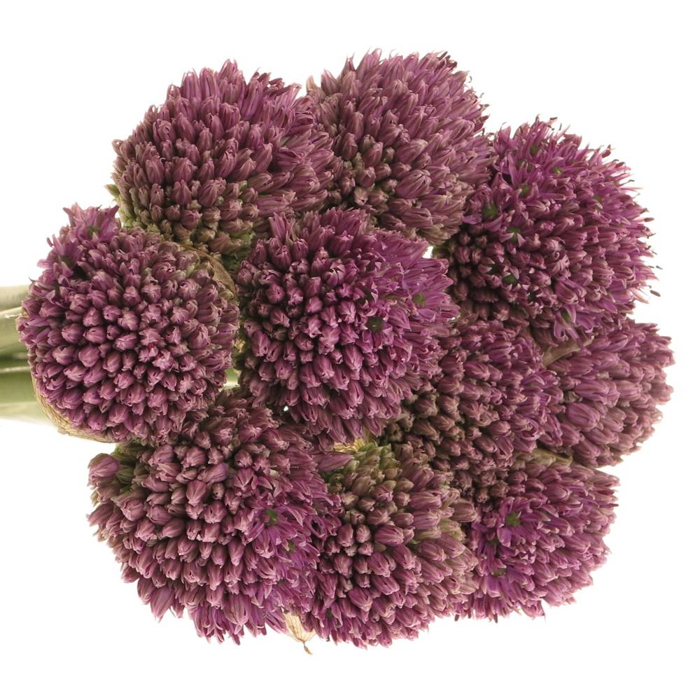 Alium lila      65cm