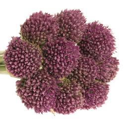 Alium lila      65cm