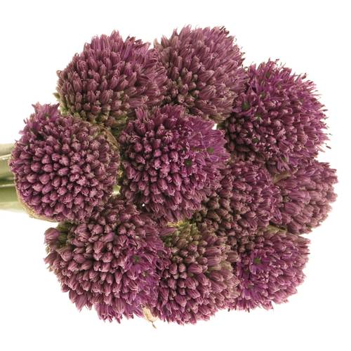 Alium lila      65cm
