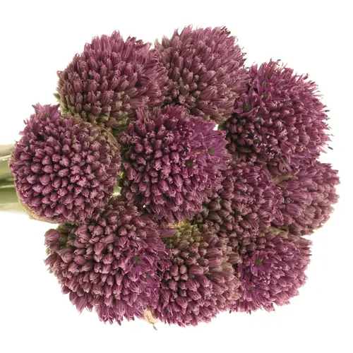 Alium lila      65cm