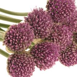 Alium lila      65cm