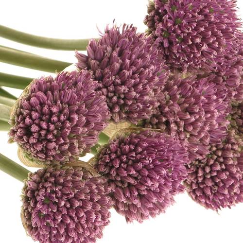 Alium lila      65cm