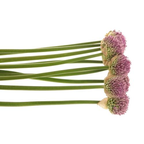 Alium lila      65cm