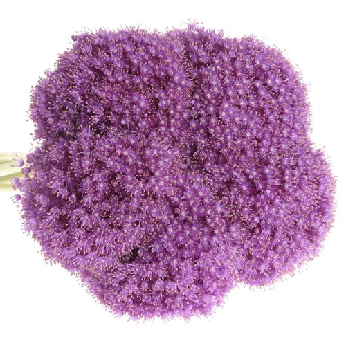 Alium lila Kugel Extra 80cm