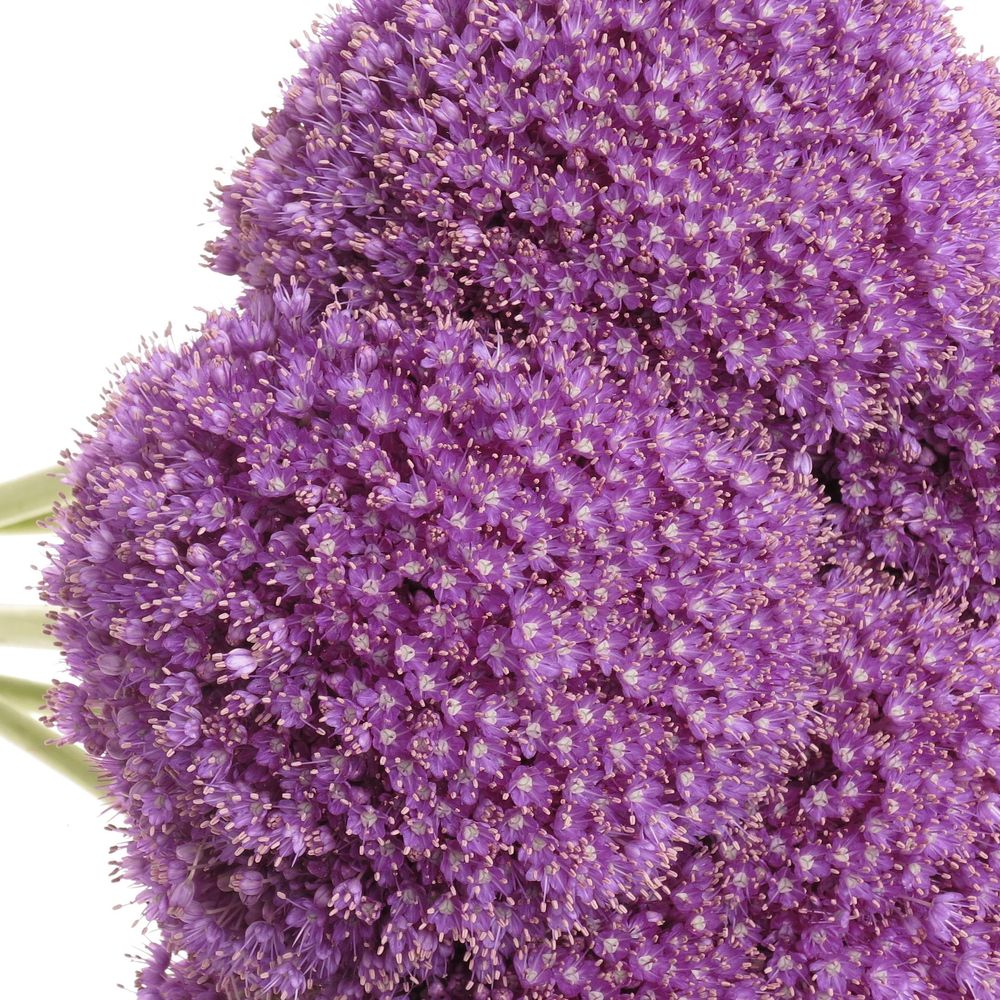 Alium lila Kugel Extra 80cm