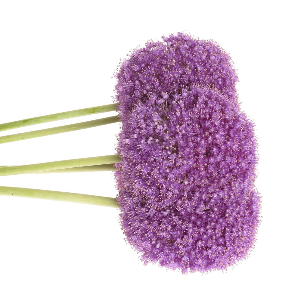Alium lila Kugel Extra 80cm