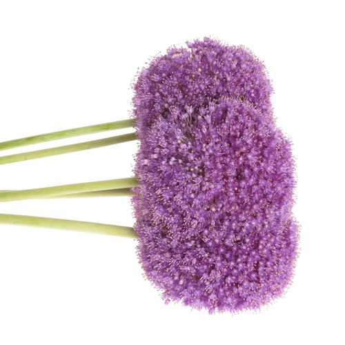 Alium lila Kugel Extra 80cm