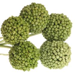 Alium grün Craz Fruchtstand 80cm