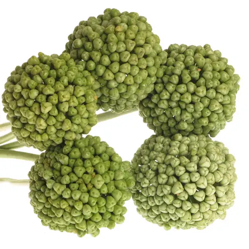 Alium grün Craz Fruchtstand 80cm