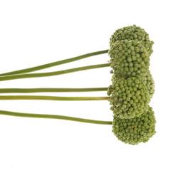 Alium grün Craz Fruchtstand 80cm