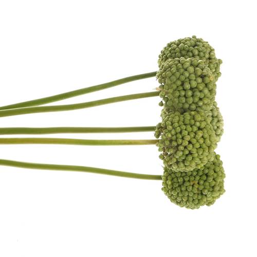 Alium grün Craz Fruchtstand 80cm