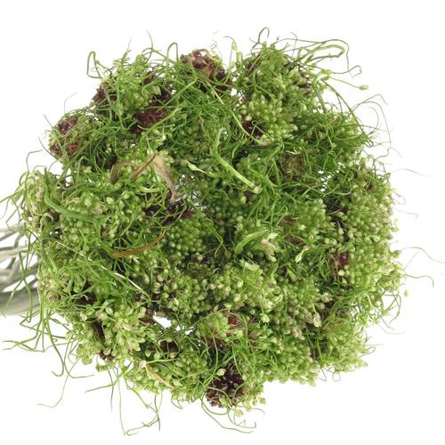 Alium grün Hair 80cm