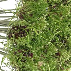 Alium grün Hair 80cm