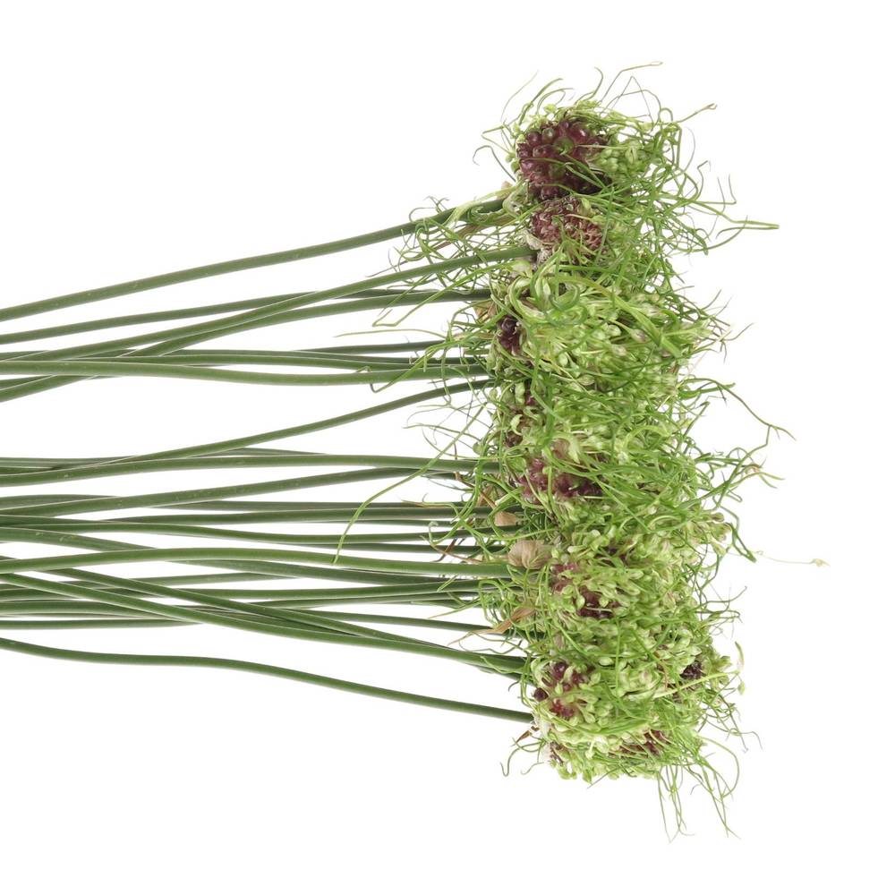 Alium grün Hair 80cm