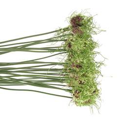 Alium grün Hair 80cm