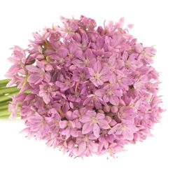 Alium mini rosa natur 40cm