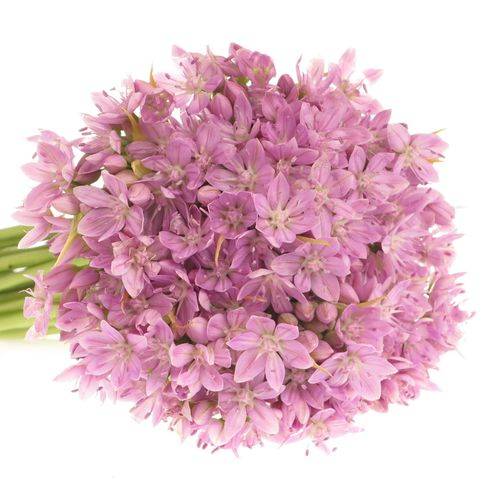 Alium mini rosa natur 40cm