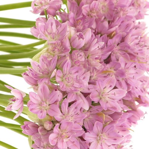 Alium mini rosa natur 40cm