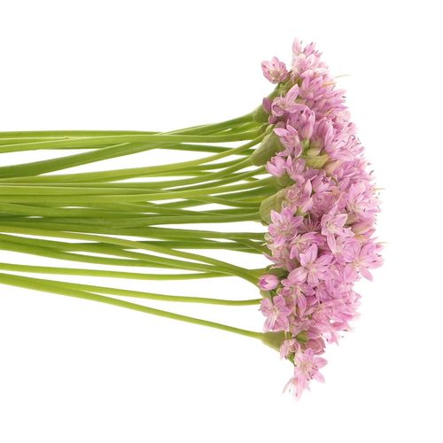 Alium mini rosa natur 40cm
