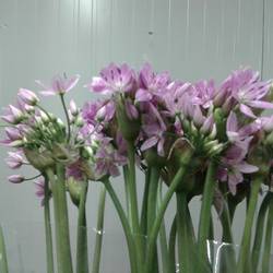 Alium rosa Roseum 60cm