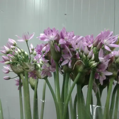 Alium rosa Roseum 60cm