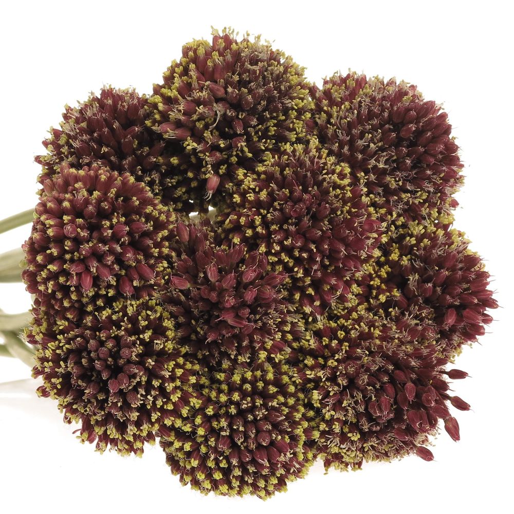 Alium schwarz Forelock 75cm