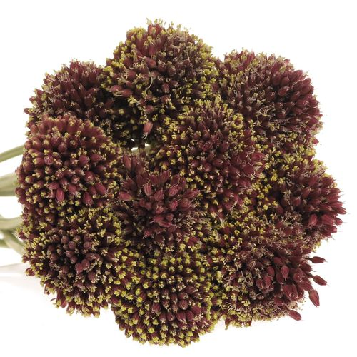 Alium schwarz Forelock 75cm