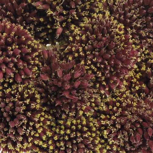 Alium schwarz Forelock 75cm