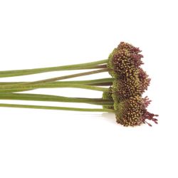 Alium schwarz Forelock 75cm