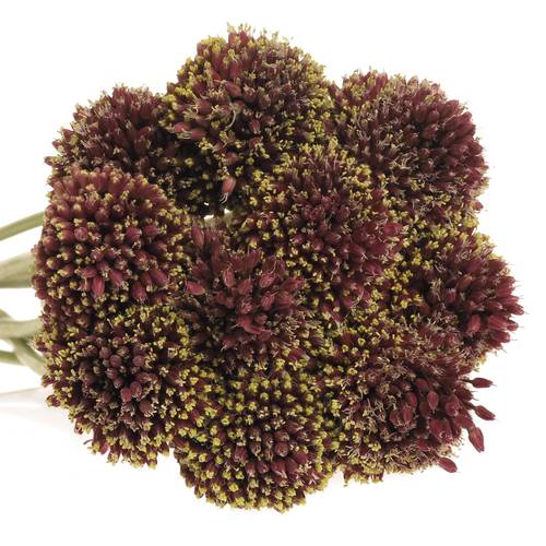 Alium schwarz Forelock 90cm