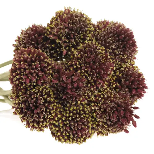 Alium schwarz Forelock 90cm