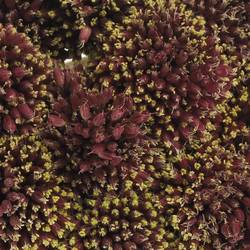 Alium schwarz Forelock 90cm