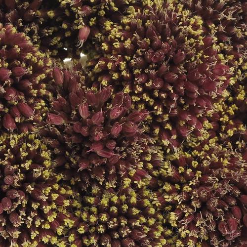 Alium schwarz Forelock 90cm