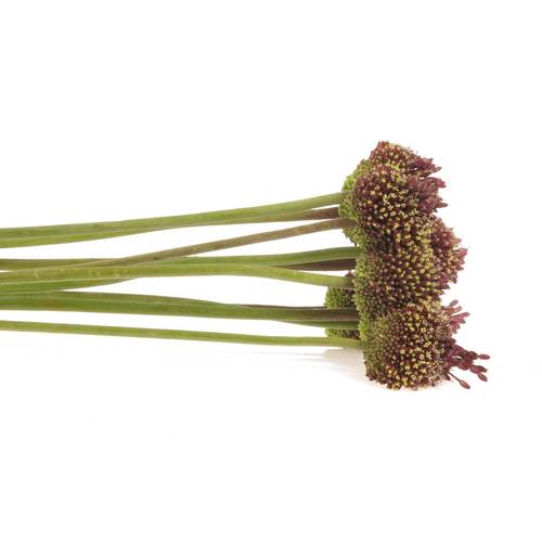 Alium schwarz Forelock 90cm