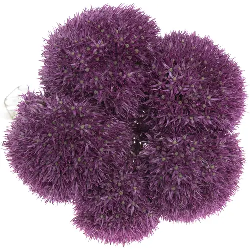Alium lila Dutchman 80cm